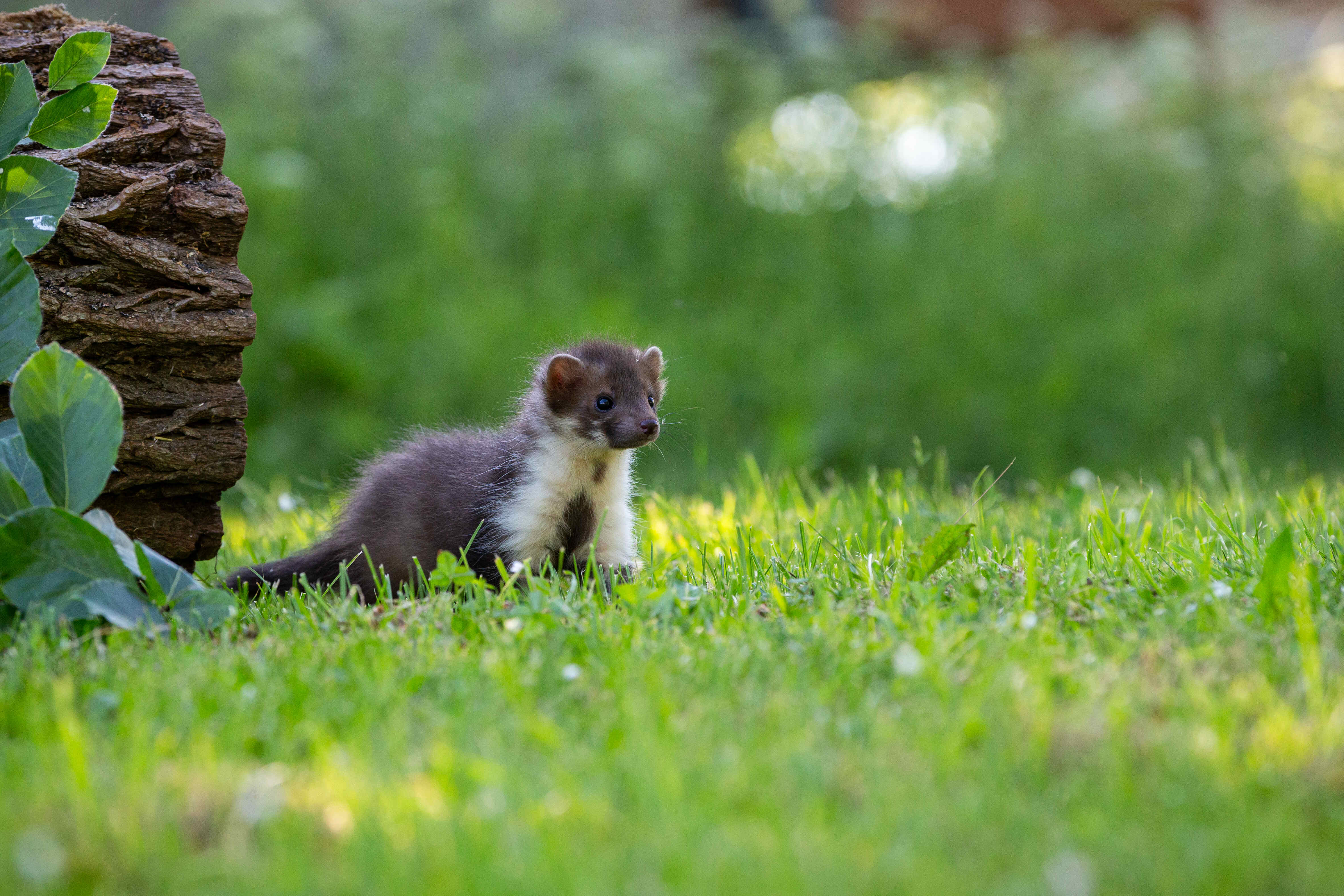 Junger Marder steht im Gras neben einem Baumstamm und blickt aufmerksam in die Ferne.